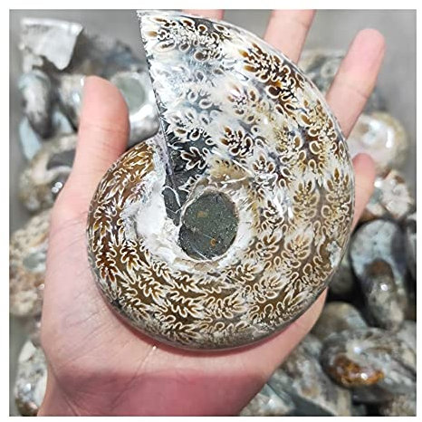 DOUPE Heilende Kristalldekoration. 1 STÜCKE Nautilus Natürliche Fossil Fleckige Schraube,Nautilus,Chrysantheme Stein,Schnecken,Schale Gegenstände,Charme (Size : 500-600g)