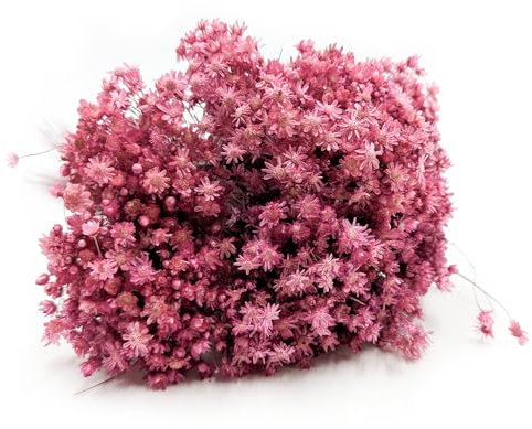 Enchanted Trockenblumen Dekogras Glixia Marcela Getrocknetes Gras Ziergras Natürlich Deko Fuchsia