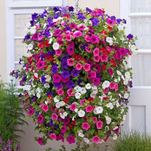 50 Seeds of Trailing Petunia Colourful Mix Seeds Hanging Basket Window Box Planter Flower