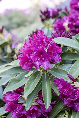 Rhododendron Hybr. 'Old Port' 60-70 cm - Rhododendron, purpurrote Blüten, Blütezeit Mai-Juni, ideal für Halbschatten, immergrün, winterhart
