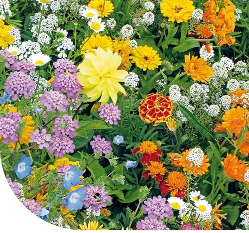 MRS Mélange de fleurs pour les abeilles (Mellifère sauvage) - 250 g pour 125 m² - 23 espèces de fleurs sauvages à faible croissance - Facile à semer