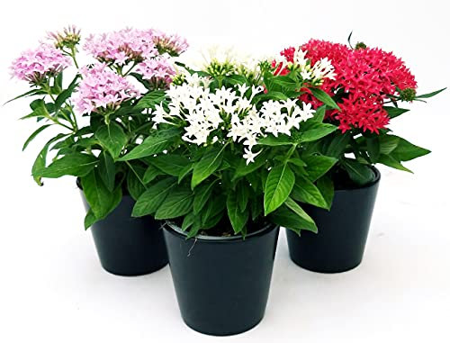POWERS TO FLOWERS - PENTAS, STELLA EGIZIANA TRIS ROSA, BIANCA, ROSSA, 3 PIANTE, VASO 13CM, piante vere