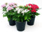 POWERS TO FLOWERS - PENTAS, STELLA EGIZIANA TRIS ROSA, BIANCA, ROSSA, 3 PIANTE, VASO 13CM, piante vere