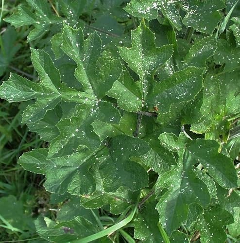 Wiesen-Bärenklau Pink Cloud - Heracleum sphondylium - lebende Gartenpflanze aus den Baumschulen
