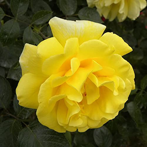 Benoon Begonia Seeds, 50Pcs / Bag Begonia Seeds Semillas De Flores Amarillas Raras Begoniaceae Perennes Para El Hogar Semilla