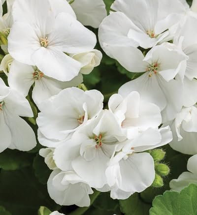 Geranien-Blumensamen, 100 Stück, weiß