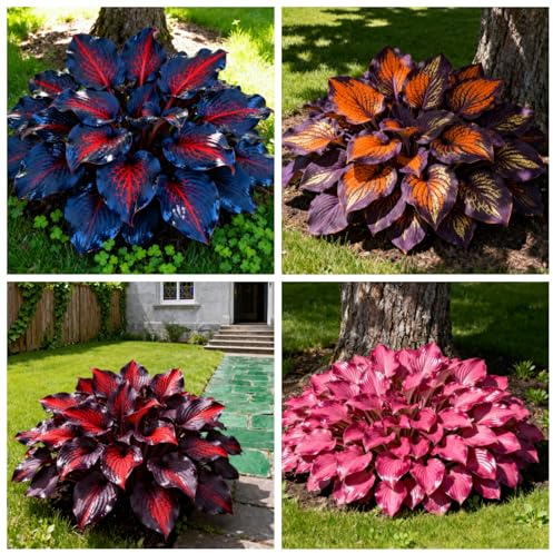 6 x PCS Hosta de fácil cultivo, hosta perenne, hosta híbrida/de rápido crecimiento-6 PCS