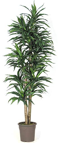 Dracena Kunstbaum 150cm mit 210 Textilfaser Blättern grün weiß und 2 Naturstämme - Künstlicher Drachenbaum mit Echtholz Stämmen