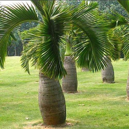 100 Pz Forma di Bottiglia Semi di Palma Bonsai Giardino Pianta Ornamentale Tropicale Fiore Albero da Frutto Semi di Ortaggi Semi Di Palma