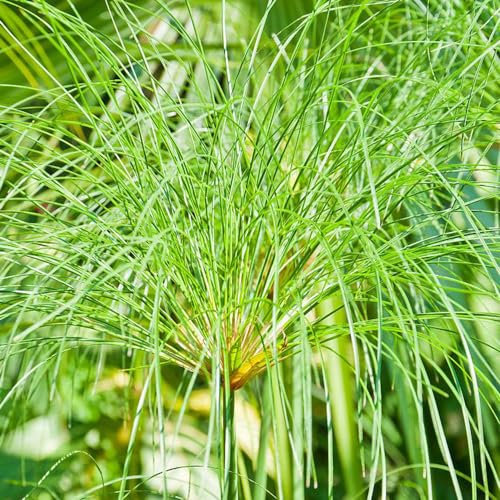 200 pcs echter papyrus samen, teichpflanzen winterhart, stauden winterhart mehrjährig, papyrus pflanze kaufen (Cyperus papyrus) flower seeds, pflanzen für garten blumensamen, garten