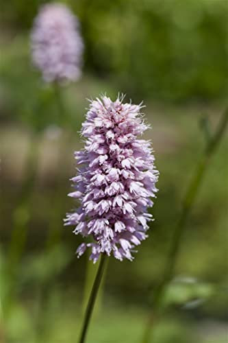 Persicaria amphibia ca. 9x9 cm Topf - Wasserknöterich, rosa Blüten, Blütezeit Juni-August, ideal für Teichränder, bienenfreundlich, pflegeleicht