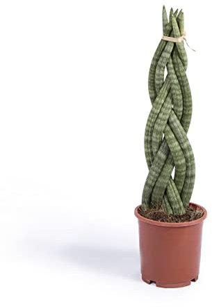 Cool Green - Plantas Naturales - Sansevieria Trenzada