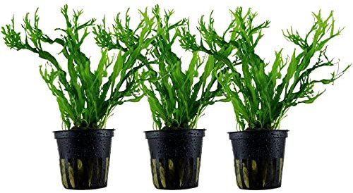 AquaOne Aquarium Pflanze 3 Stück Microsorum pteropus 'Windelov' I Wasserpflanze Aquariumpflanze Wurzelstock/Rhizom voll durchwurzelt einfach pflegeleicht Aquascaping Dekoration