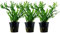 AquaOne Aquarium Pflanze 3 Stück Microsorum pteropus 'Windelov' I Wasserpflanze Aquariumpflanze Wurzelstock/Rhizom voll durchwurzelt einfach pflegeleicht Aquascaping Dekoration