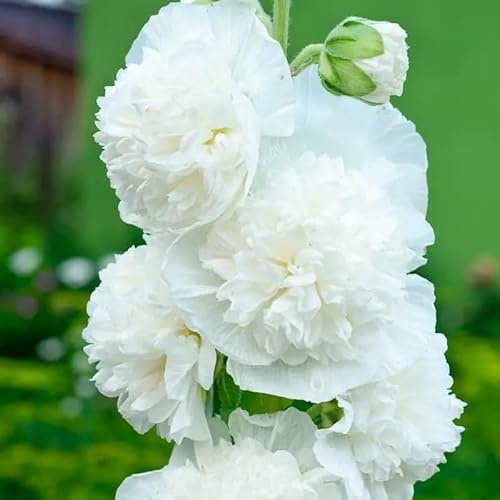50 Graines Semences - TREMIERE trémière Double Blanche - Chater's White - Fleur - 145