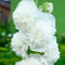 50 Graines Semences - TREMIERE trémière Double Blanche - Chater's White - Fleur - 145