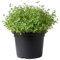 Myoshome - Tomillo en maceta de plástico - planta verde grisáceo de 20-30 cm - perfecta para huerto interior, plantas naturales interior y plantas naturales exterior. Tomillo (Thymus Vulgaris).