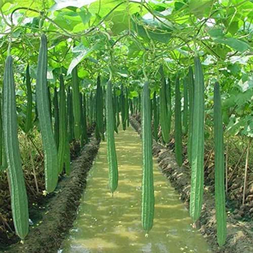 Haloppe 10 Stück Luffa-Gemüsesamen zum Pflanzen im Hausgarten, lange Luffa-Samen, Schwamm, Gurke, Handtuch, Kürbis, grüne Gemüsepflanze
