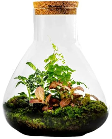 Planten Terrarium DIY Pakket: Erlenmeyer Large Botanical l 30cm | Ecosysteem Plant in Glazen Pot | Growing Concepts