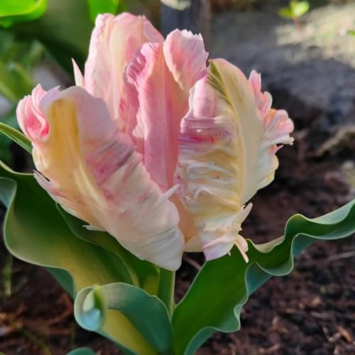 3 piezas bulbos de tulipanes perennes resistentes, bulbos de tulipanes silvestres, flores de primavera jardín plantas resistente Comprar bulbos de tulipán - Tulipa gesneriana - Cebolla