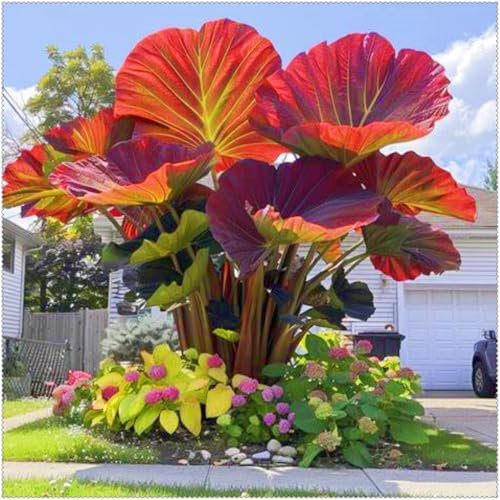 De Elefante Planta,Magic Colocasia,Oreja De Elefante,Bulbo De Oreja,JardíN Perenne Agradable