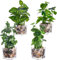 Koksi 4-Pack Artificial Countertop Plant with Pots - Realistic Green Plants Flowers - Indoor & Outdoor Faux Greenery for Home Decoration, Living Room, Bedroom (4-Pack Clear Pot)
