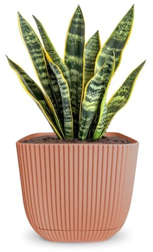 alqua 19CM Square Self Watering Plant Pot – Pink Plastic Flower Pot with Drainage – Large Modern Matte Planter for Indoor & Outdoor Use – Decorative Square Garden Pot – Stylish Plant Container