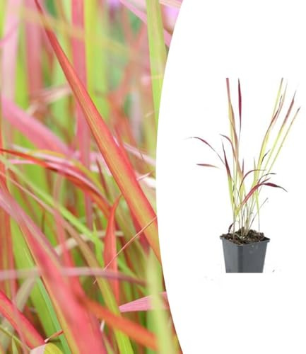 Imperata cylindrica 'Red Baron' | 24 Stück - 10-25cm - Ø9cm - Gartenpflanze
