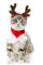 Enjoying Katze Weihnachten Kostüm Geweih Hut mit Xmas Schal Kleine Hund Santa Geweih Stirnband Outfit Welpen Rentier Hut Katze Bekleidung