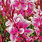 Prachtkerze 'Siskiyou Pink'