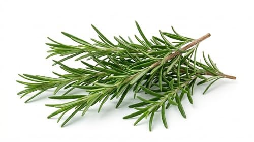 Semi di Rosmarino 6g | Sementi di Rosmarino Aromatico | Pianta Aromatica per Orto, Vaso e Balcone | Semi da Orto Alta Germinazione | Ideali per Giardinaggio Domestico e Cucina Mediterranea