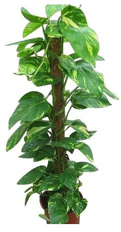 Indoor Plant -House or Office Plant -Scindapsus aureus - Devil's Ivy 50cms Tall.