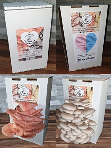 Oyster Mushroom Growing Kit - Red (Pink) or Blue Valentine Gift Edition, Unique Foragers Table
