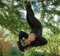 RP Home Climbing Monkey Tree Hanging Garden Tree Ornament Statue Sculpture Decoration