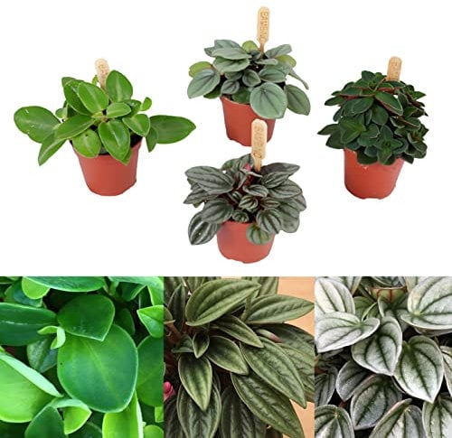 Peperomia 3 Plant Mix - 3 Indoor Plants in 6cm Pots - Ideal for Terrariums
