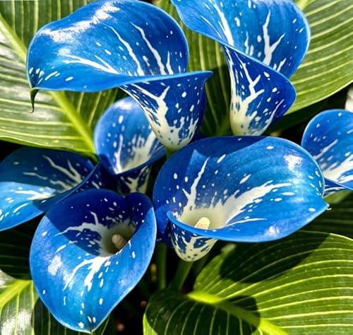 Elegante Calla-Lilie, pflegeleichte Zimmerpflanze für Hochzeiten und Wohndekoration-8 PCS-E