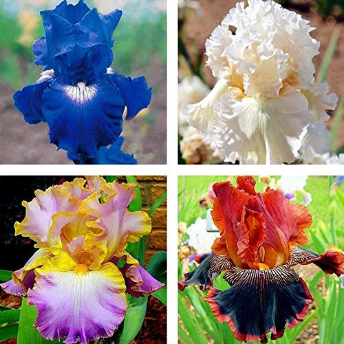 Benoon Semi Di Iris Germanica, 50 Pezzi/Borsa Semi Di Iris Germanica Vitali Semi Di Fiori Naturali Freschi Perenni Per Balcone Semi di Iris Germanica