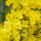 100 Pcs Winterjasmin Samen - Winterharte Balkonpflanzen, Bonzai Baum (Jasminum Nudiflorum) Nachhaltige Geschenke, Bäume Pflanzen Baumsamen Bäume Garten Winterhart, Samen Alte Sorten