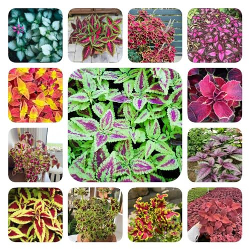 500 piezas Semillas de coleo - plantas de interior purificadoras de aire Comprar coleo, Coleus Blumei, regalos para los amantes del jardín plantas de interior, semillas de flores silvestres