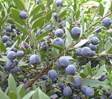 Mirto Sardo planta 1 maceta