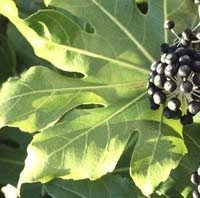 seedsown - Semillas Fatsia Japonica