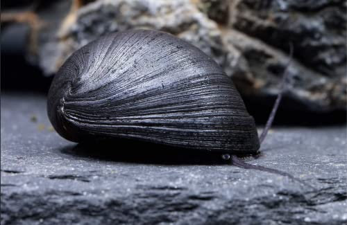 Schnecken - Anthrazit-Napfschnecke/Stahlhelmschnecke - Neritina pulligera für Erwachsene, Sportbegeisterte, Unisex, Aquarium-Schnecke