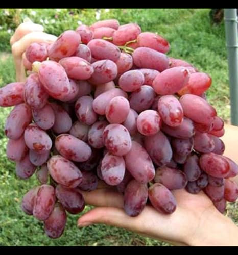 Weinreben, Vitis vinifera, Weinreben winterhart,Winterhartes,Tafeltraube Weintrauben kernlos, Traubenwurzel Pflanze, Tafel-Trauben,winterharte pflanzen-1 Weinreben pflanzen-A