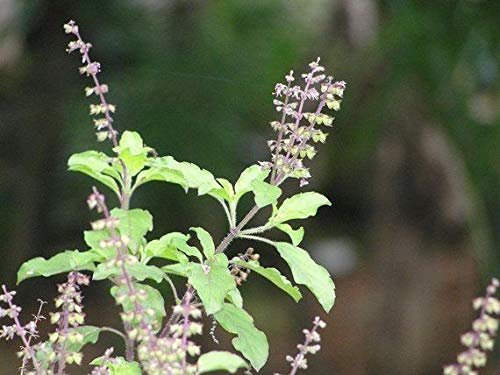 Portal Cool 50 Samen: Indische Heilige Bio Tulsi Basilikum Samen der Heimat für die Pflanzen ayurvedischen