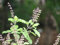 Portal Cool 50 Samen: Indische Heilige Bio Tulsi Basilikum Samen der Heimat für die Pflanzen ayurvedischen