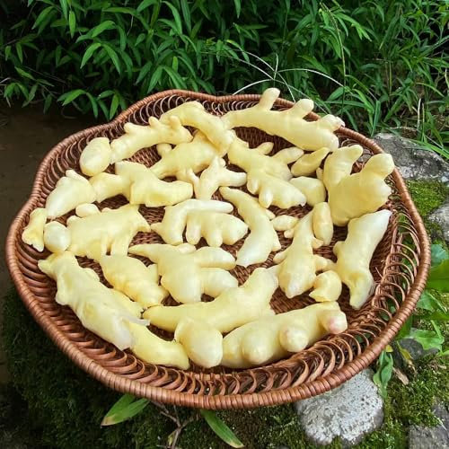 15 pcs ingwer samen zum einpflanzen - saatgut alte sorten, balkon pflanzen (Zingiber ginger) garten samen, pflanzen samen indoor bio gemüse, pflanzen samen pflanzen für garten, garten
