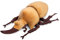 lilizzhoumax Megasoma elephus Käfer Plüschtier 25cm/10”, Simuliertes Tier Plüschtier Megasoma elephus Käfer Realistische Insekt-Plüsch Spielzeug für Wilde Tiere, Geschenk für Kinder Stofftier