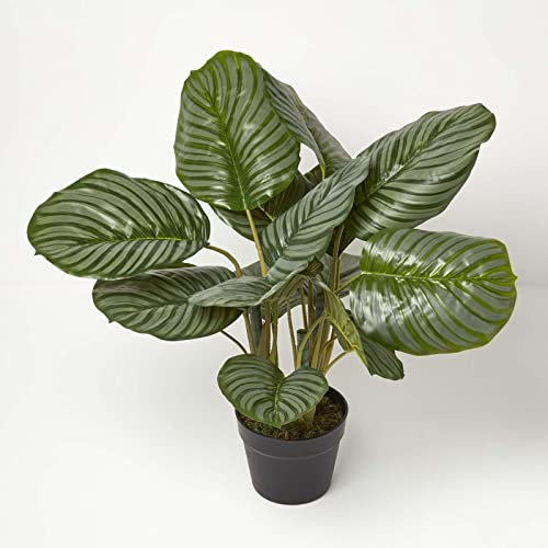 Homescapes Calathea Pflanze künstlich im Topf, Kunstpflanze Korbmarante, Pflanze wie echt, 55cm groß, grün