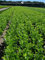 Prunus Rotundifolia 140-160 cm IM TOPF. 3 St. Großblättriger Kirschlorbeer