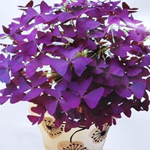 Haloppe 50 Pz Oxalis Corniculata Piante Semi per la Piantagione del Giardino di Casa, Oxalis Corniculata Semi Abbellimento Semi di Erbe Viola